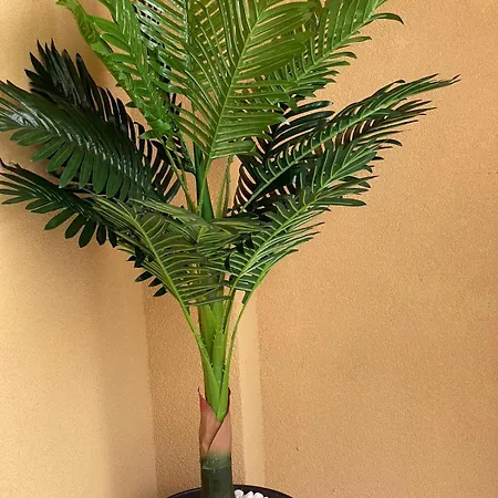 K.k Elenite Astoria 5 Свети-Влас